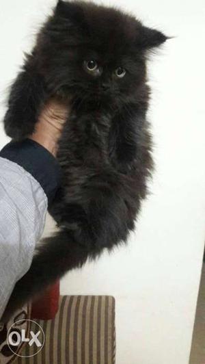 Black heavy fur quality male for sale