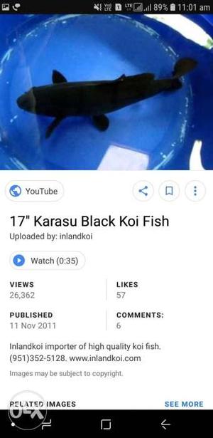 Black koi fish for sale