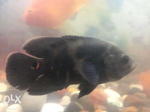 Black tige r red oscar pair 4 inches in very active and