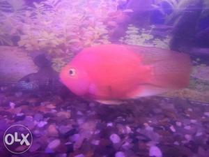 Blood red parot fish 7 inches for sale in super active