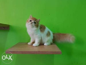 CaSh oN DeLiVeRy PuRe pErSiAn kIiTeN for sale in all