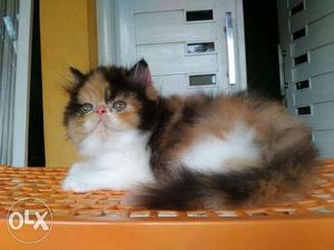 Calico female good quality for sale cash on