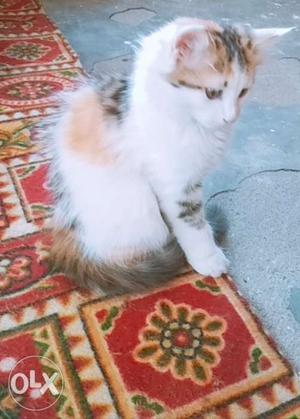 Calico persian kitten on sale