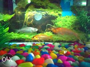 Carp fish 4 inches length only 60 ruppees for a