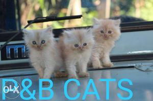 Cash on delivery all Hapur Persian kitten for sale