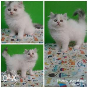 Cash on delivery all Muzaffarnagar Persian kitten