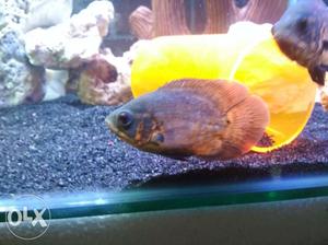Copper Oscar cichlid fish 3.5"