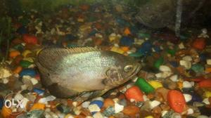 Copper oscar fish 4.5 inch in size