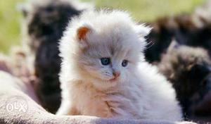 Cute Kittens Persian Cat Breed in low price you