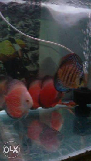 Discus 4 to 5 inch super quality