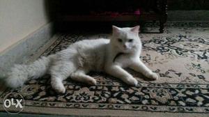 Doll face Persian cat for sale male cat