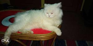 Doll face squarrel tail male cat for matting...