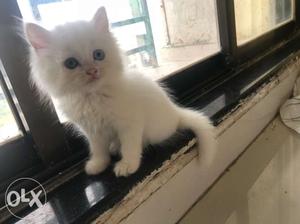 Double coat persian dollface pottytrained female