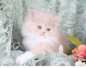 Fawn colour persian kitten