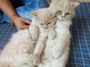 Fawn colour persian kittens