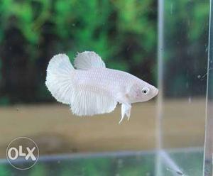 Female betta White