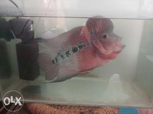 Fire red flowerhorn