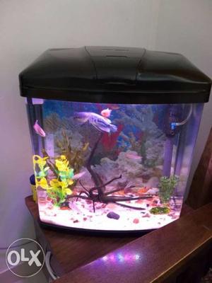 Fish tank with filter,sand & 6 fishes.
