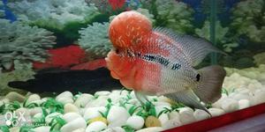 Flower Horn, Red And White Fish In Fish Tank
