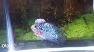 Flowerhorn fish good qualitie