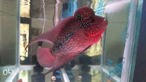 Flowerhorn for sale same attached piece