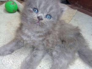 Full Grey Colour Male Kitten For Sale
