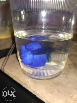 Fullmoon Royal blue male betta