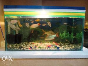 Fully set 2 feet aquarium with 22 fishes. The