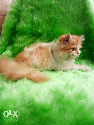 Golden colour extreme Punch face Persian for sale