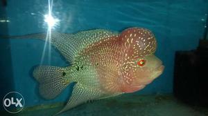 Good quality flowerhorn with nice kok