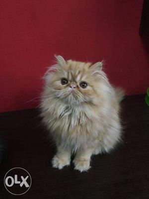 Heavy bone pure persian kitten for sale in all cash on