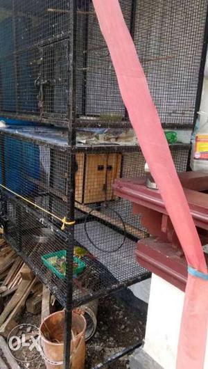 Heavy cage for sale 3 months old