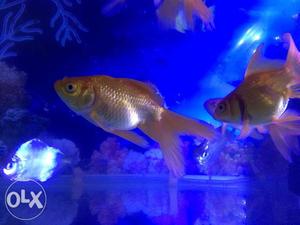I want sell my big size gold fish 6cm