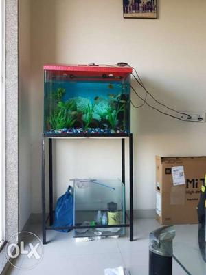 I want to sell my 15+ fishes,2 foot and one 1