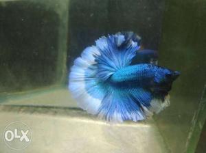 Imported Bettas same quality available as per