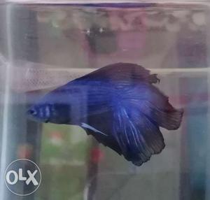 Imported Double Tail Betta Fish