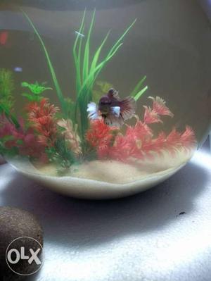 Imported Dumbo ear betta fish for sale 450
