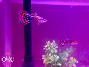 Imported Guppy sale