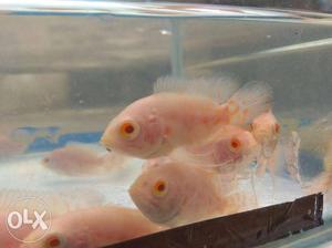 Imported albino Oscar...45Rs. Red eye..1.5inch