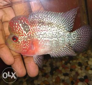 Imported srd flowerhorn with ball head and shiny