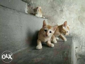 Indian cute kittens