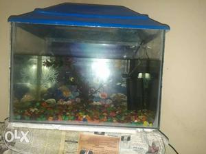 Its 1.5 feet equarium with 4 savrom fishes filter