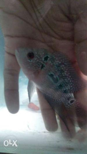 Kmfa 9.9 flowerhorn fish 2.5 to 3 inches