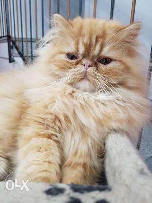 Long furr quality pure persian kitten for sale in all COD