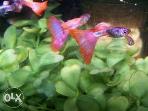 Magenda guppy fish for sale 8 pair for Rs . Breeding