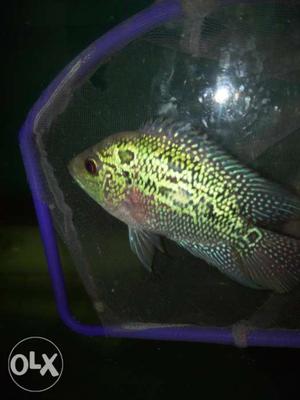 Magma flowerhorn fish. Im Selling due to lack of space
