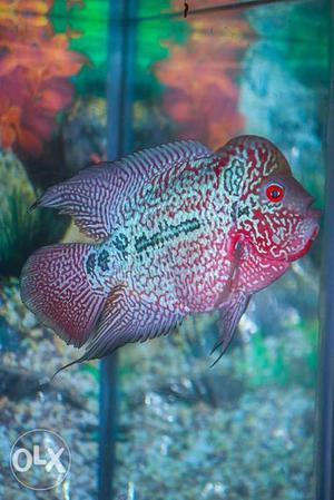 Magma flowerhorn fish for sale active & agrresive