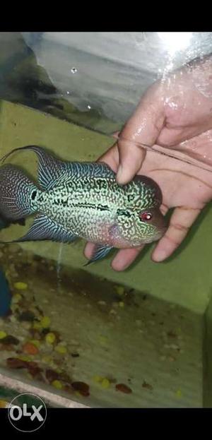 Magma flowerhorn size 4inch superb quality very