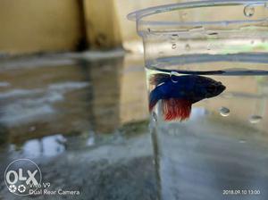 Male betta fish 100 only big size