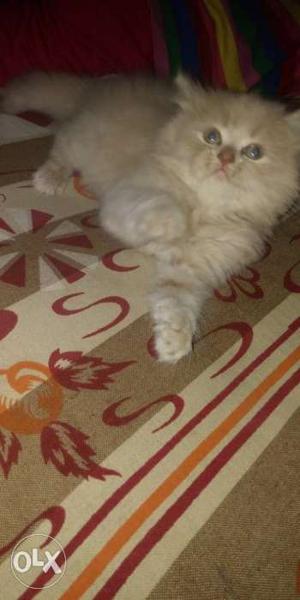 Male persian kitten available. Healthy and very
